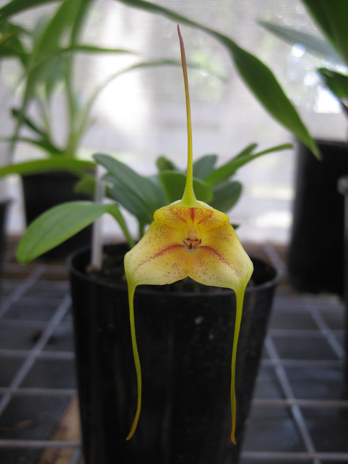 Masdevallia × wubbenii 'Sunny' flower showing pale yellow sepals speckled magenta-red with long slender tails