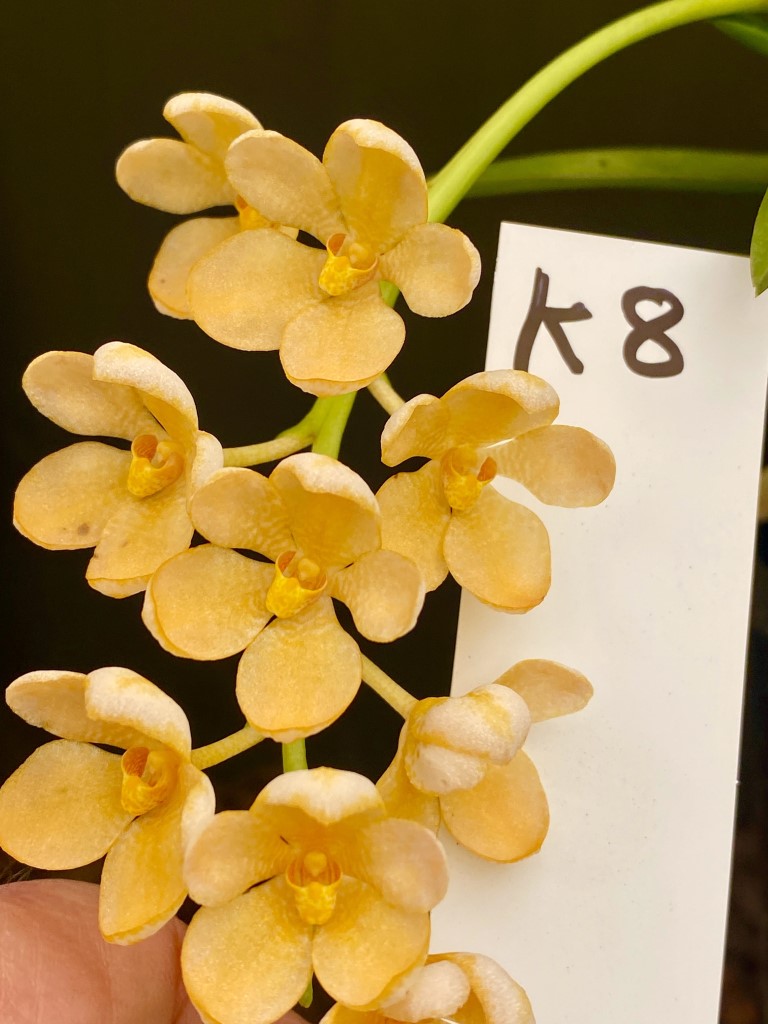 Sarcochilus (Sarco) Blanche 'Snow Tips' x Nuggets 'Yellow'