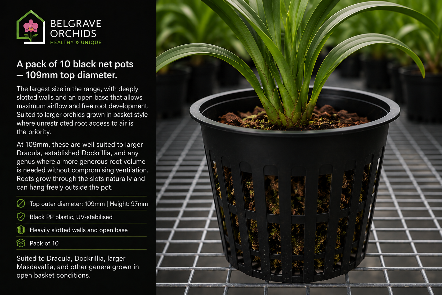 Orchid Net Pots 109mm Black shown with orchid growing