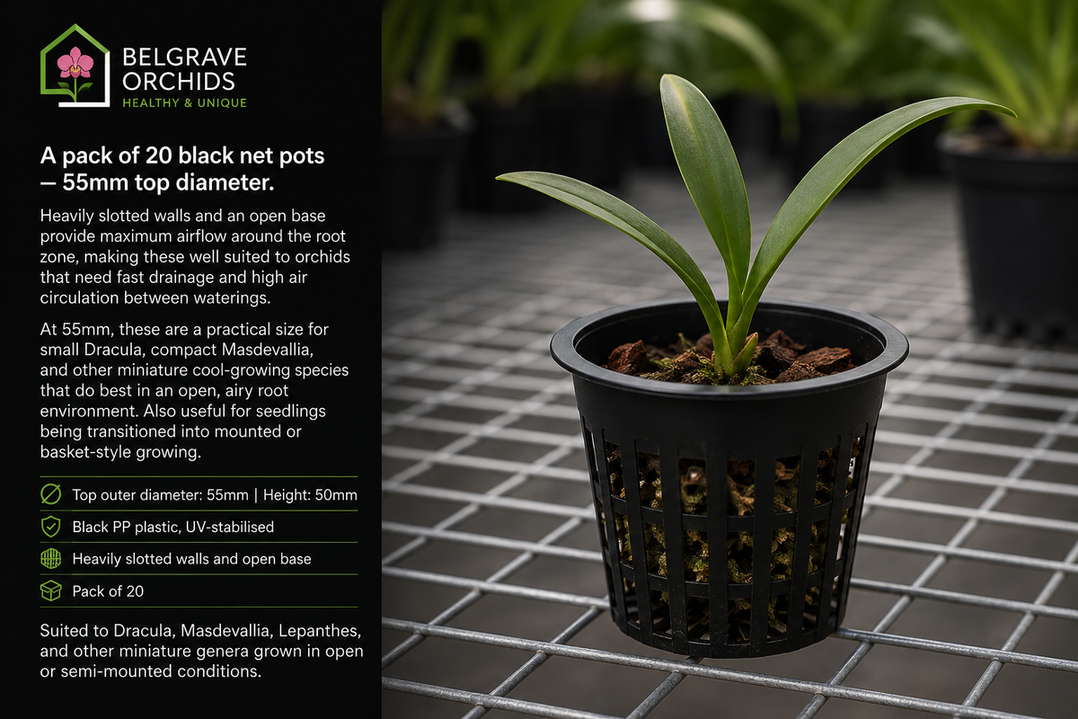 Orchid Net Pots 55mm Black shown with orchid growing