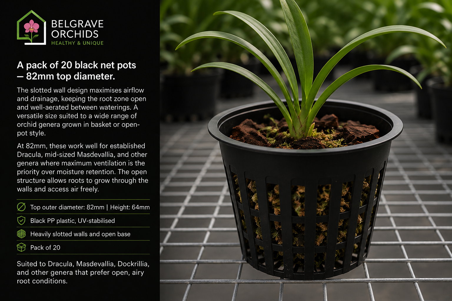 Orchid Net Pots 82mm Black shown with orchid growing