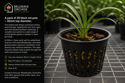 Orchid Net Pots 82mm Black shown with orchid growing