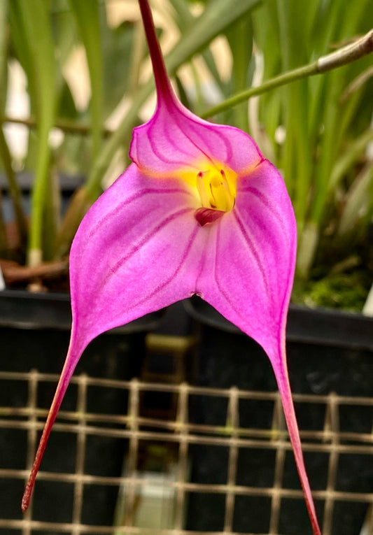 Masdevallia Out of the Blue 'Lilac Time'