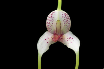 Masdevallia polystricta 'John'