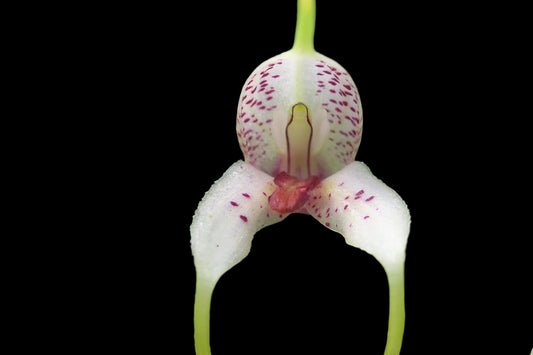 Masdevallia polystricta 'John'