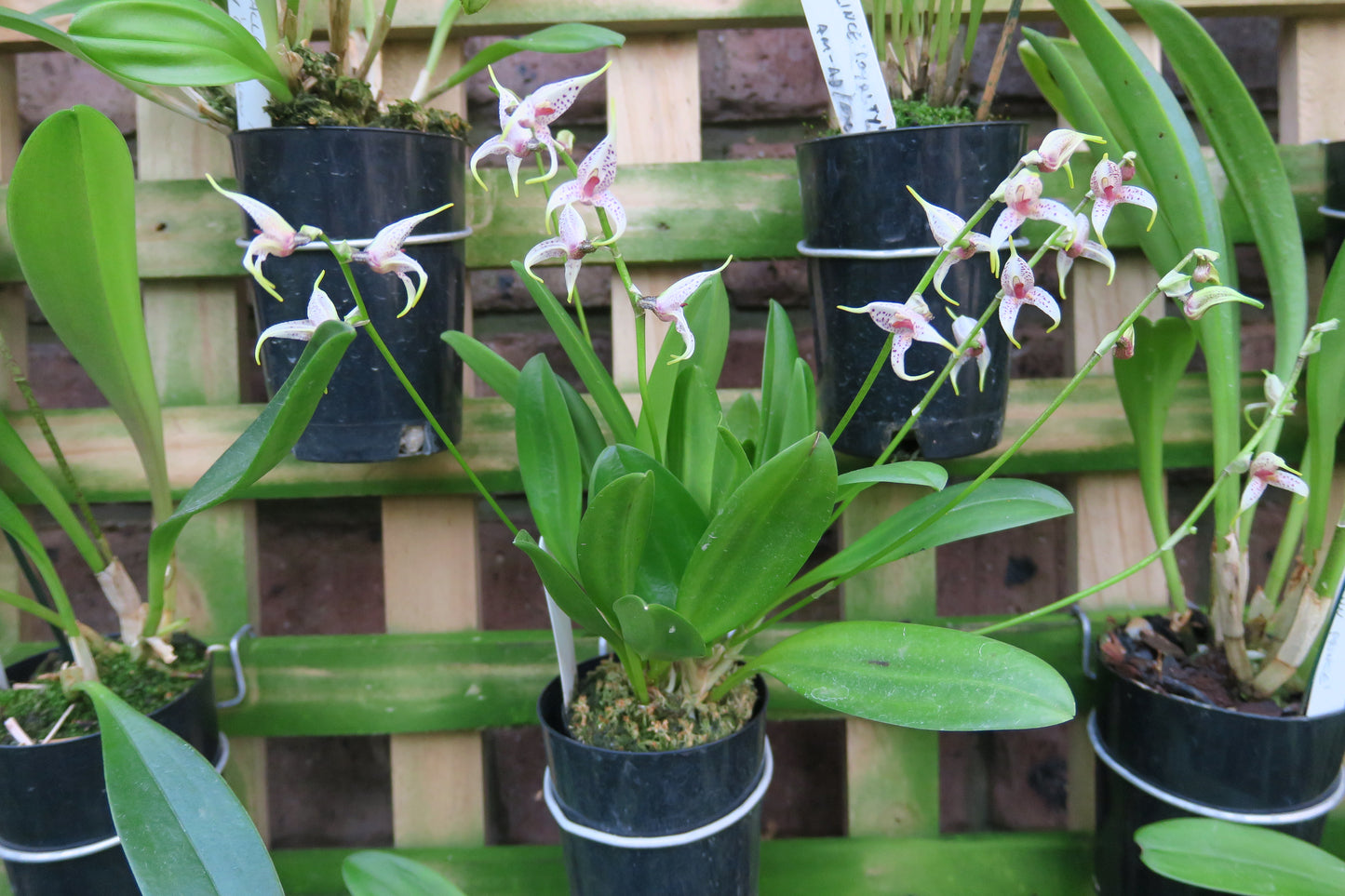 Masdevallia polystricta 'John'