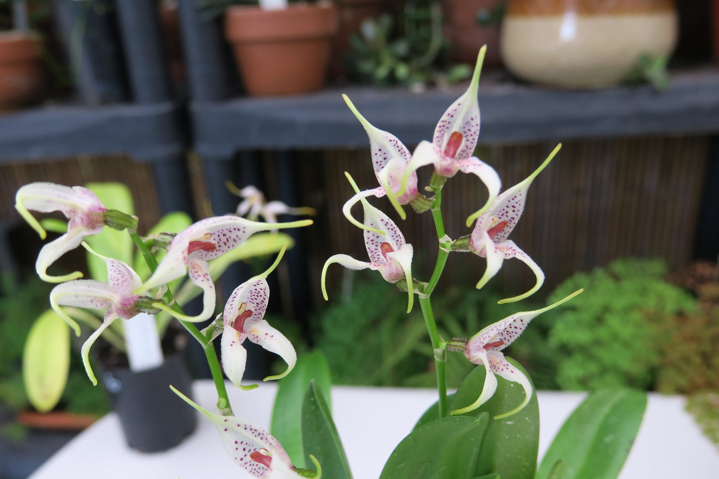 Masdevallia polystricta 'John'