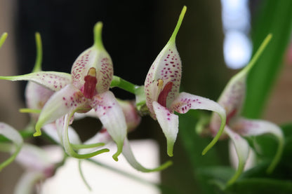 Masdevallia polystricta 'John'