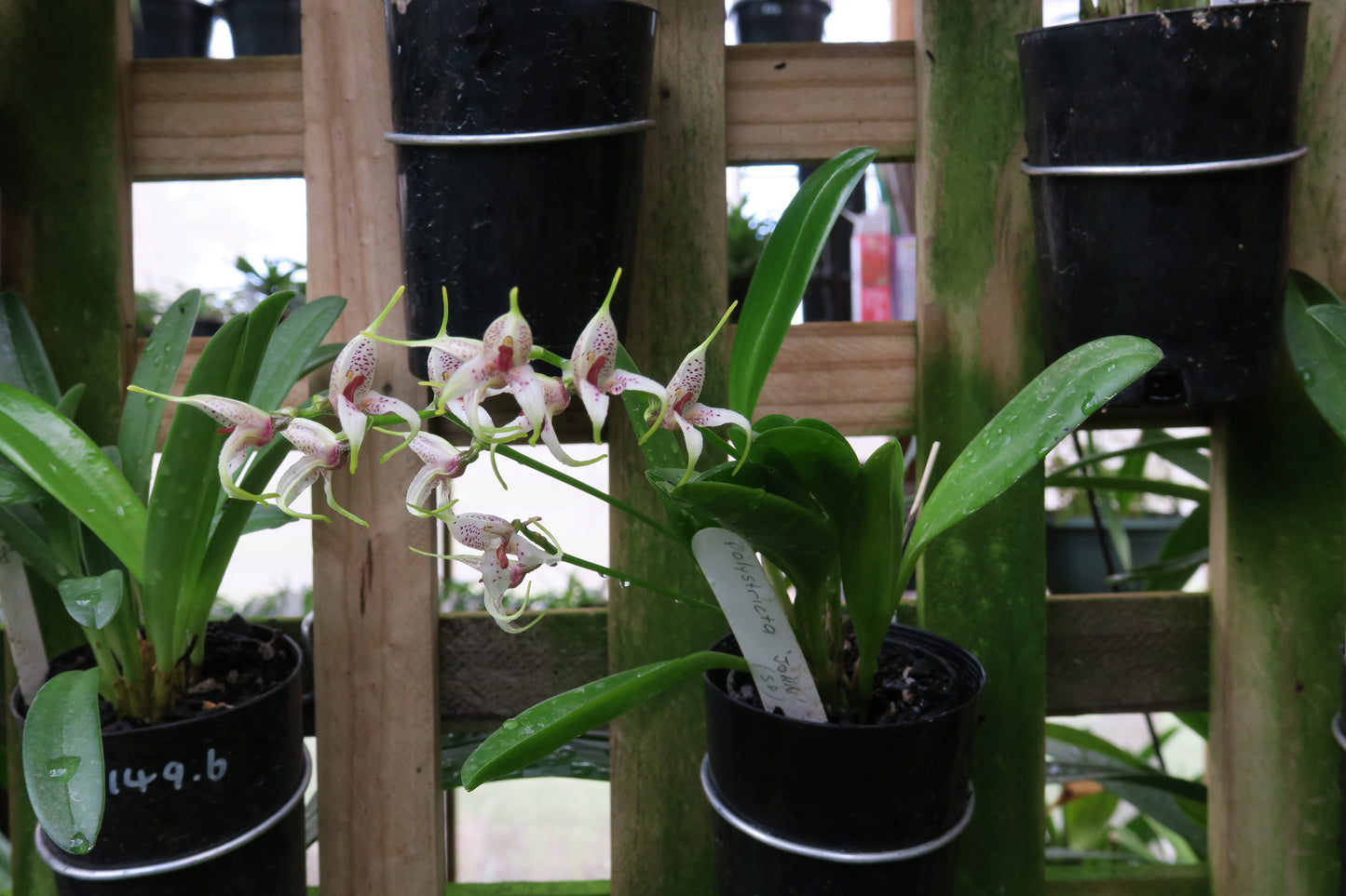 Masdevallia polystricta 'John'
