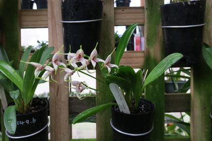 Masdevallia polystricta 'John'