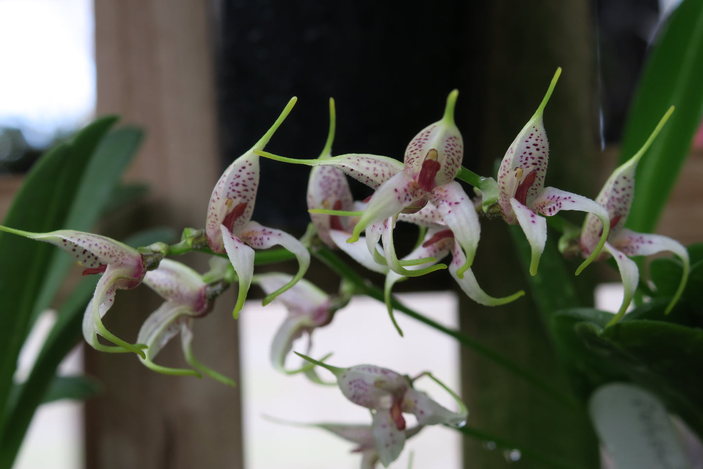 Masdevallia polystricta 'John'