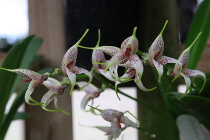 Masdevallia polystricta 'John'