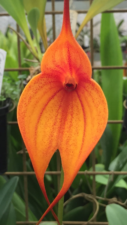 Masdevallia Rein Gold 'Huge'