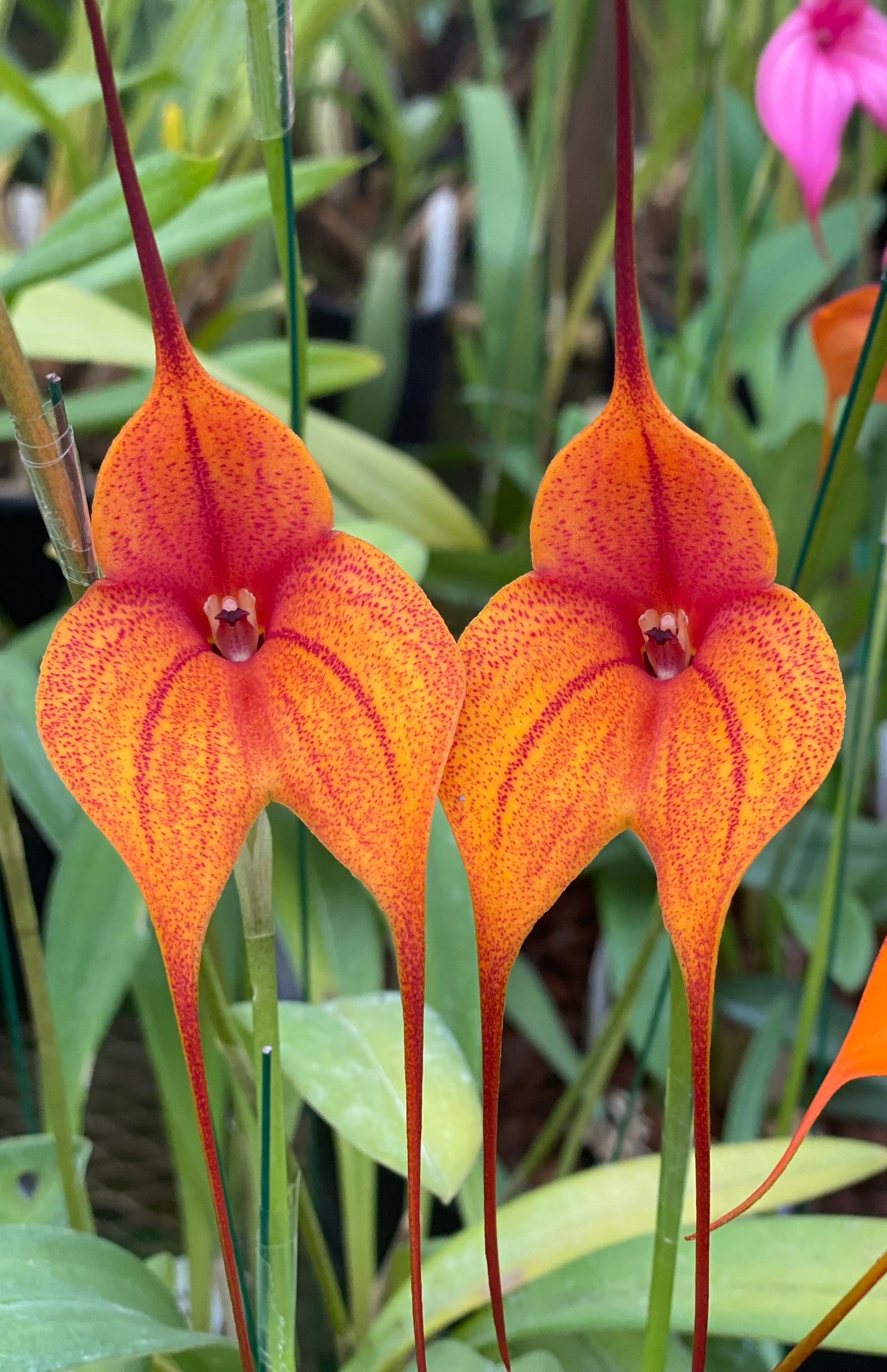 Masdevallia Rein Touch 'Pepper Pot'