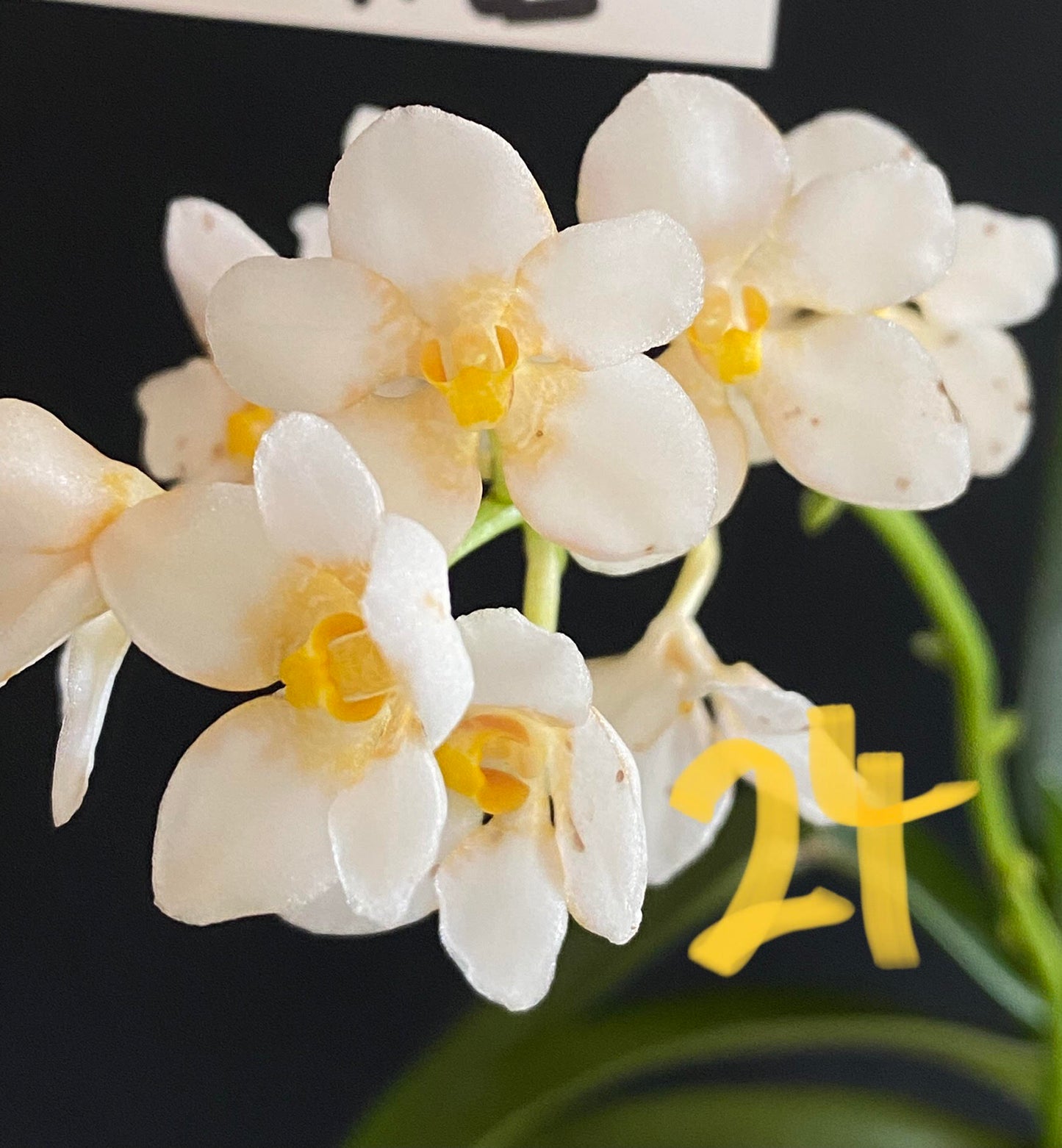 NQR Sarcochilus Tagged & Untagged Divisions