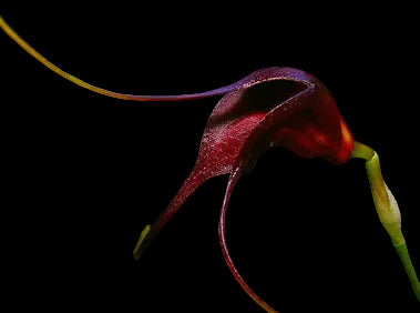Masdevallia rolfeana