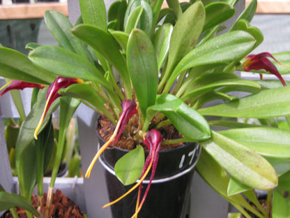 Masdevallia rolfeana