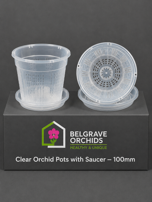 Clear Orchid Pots with Saucer 100mm showing pot display