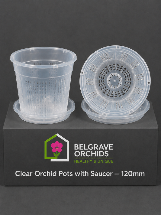 Clear Orchid Pots with Saucer 120mm showing pot display
