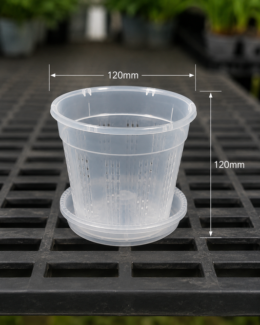 Clear Orchid Pots with Saucer 120mm showing size dimensions