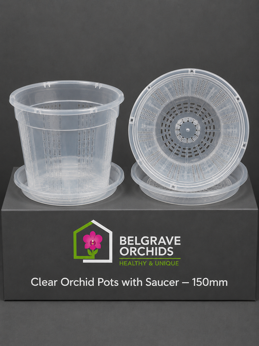 Clear Orchid Pots with Saucer 150mm showing pot display