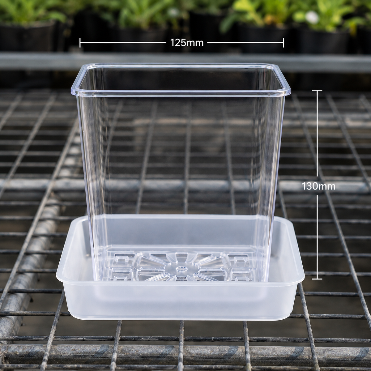 Square Clear Orchid Pot with Saucer 125mm showing size dimensions
