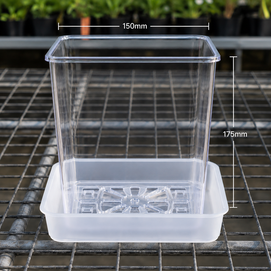 Square Clear Orchid Pot with Saucer 150mm showing size dimensions