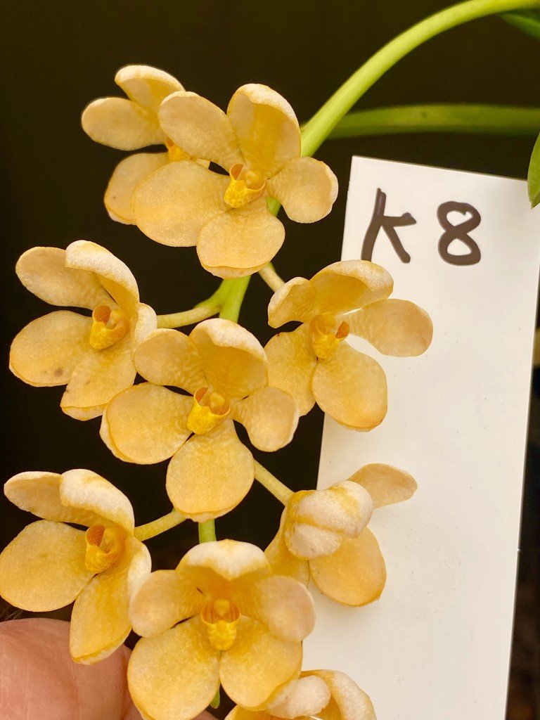 Mix-n-Match Sarcochilus Hybrid Seedling Bundle