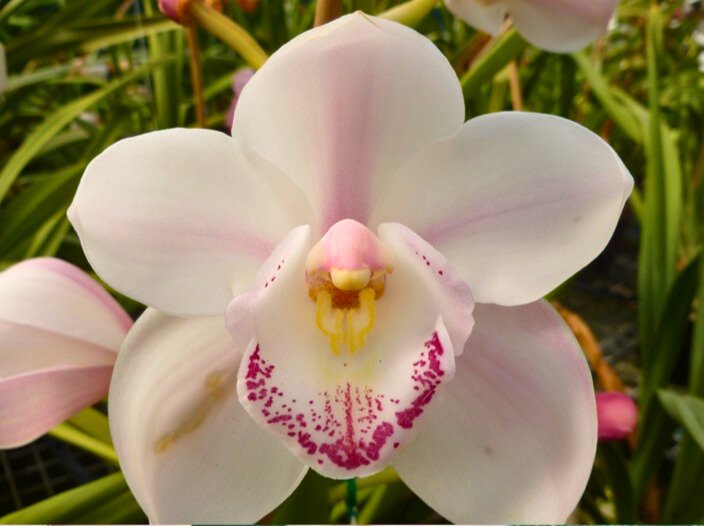 Mix & Match Cymbidium Orchids - Build Your Dream Collection & Save!