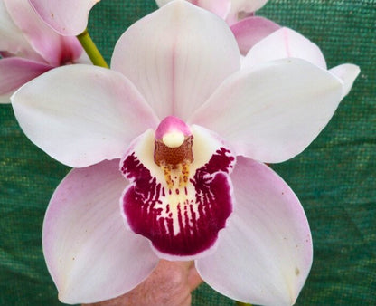 Mix & Match Cymbidium Orchids - Build Your Dream Collection & Save!