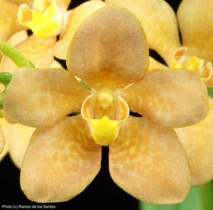 Mix-n-Match Sarcochilus Hybrid Seedling Bundle