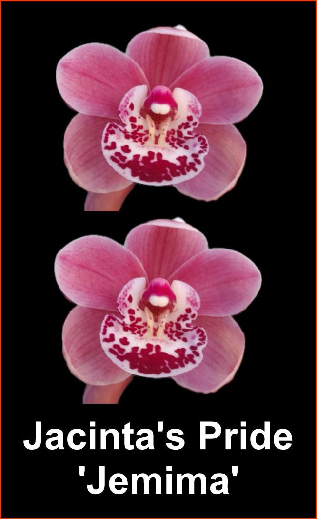 Cymbidium Jacinta’s Pride ‘Jemima’
