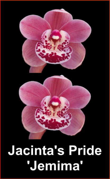Cymbidium Jacinta’s Pride ‘Jemima’