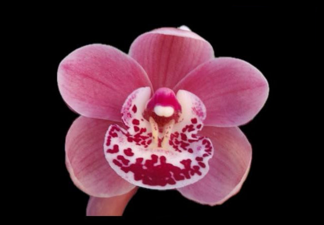 Cymbidium Orchid Jacinta’s Pride ‘Jemima’