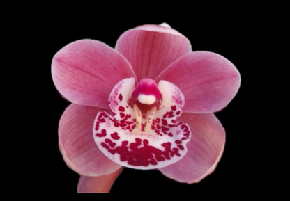 Cymbidium Orchid Jacinta’s Pride ‘Jemima’