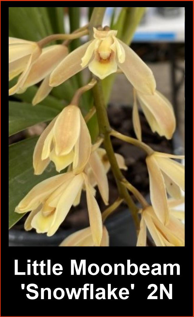 Cymbidium Little Moonbeam ‘Snowflake’ 2n