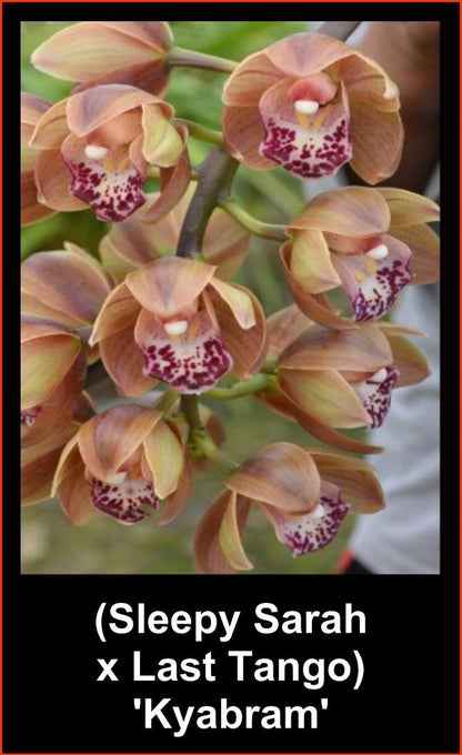 Cymbidium (Sleepy Sarah × Last Tango) ‘Kyabram’