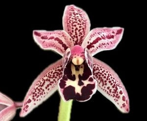 Cymbidium Hugh Gordon ‘Freckles’