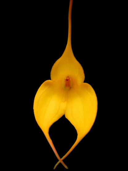 Masdevallia veitchiana 'Sol' x Tuakau Candy