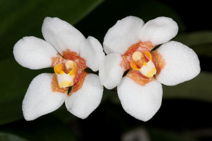 Sarcochilus (Sarco) Cool Ale (Amber 'Apricot' x hartmanii 'Yellow Snow')